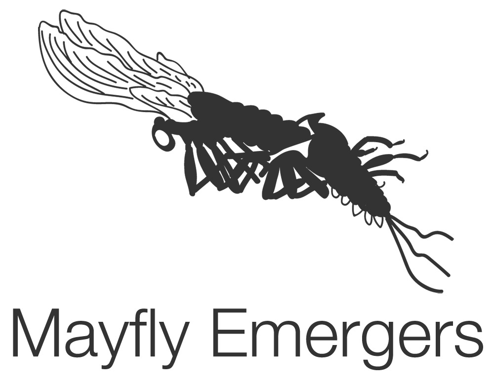 Mayfly PNG imagem