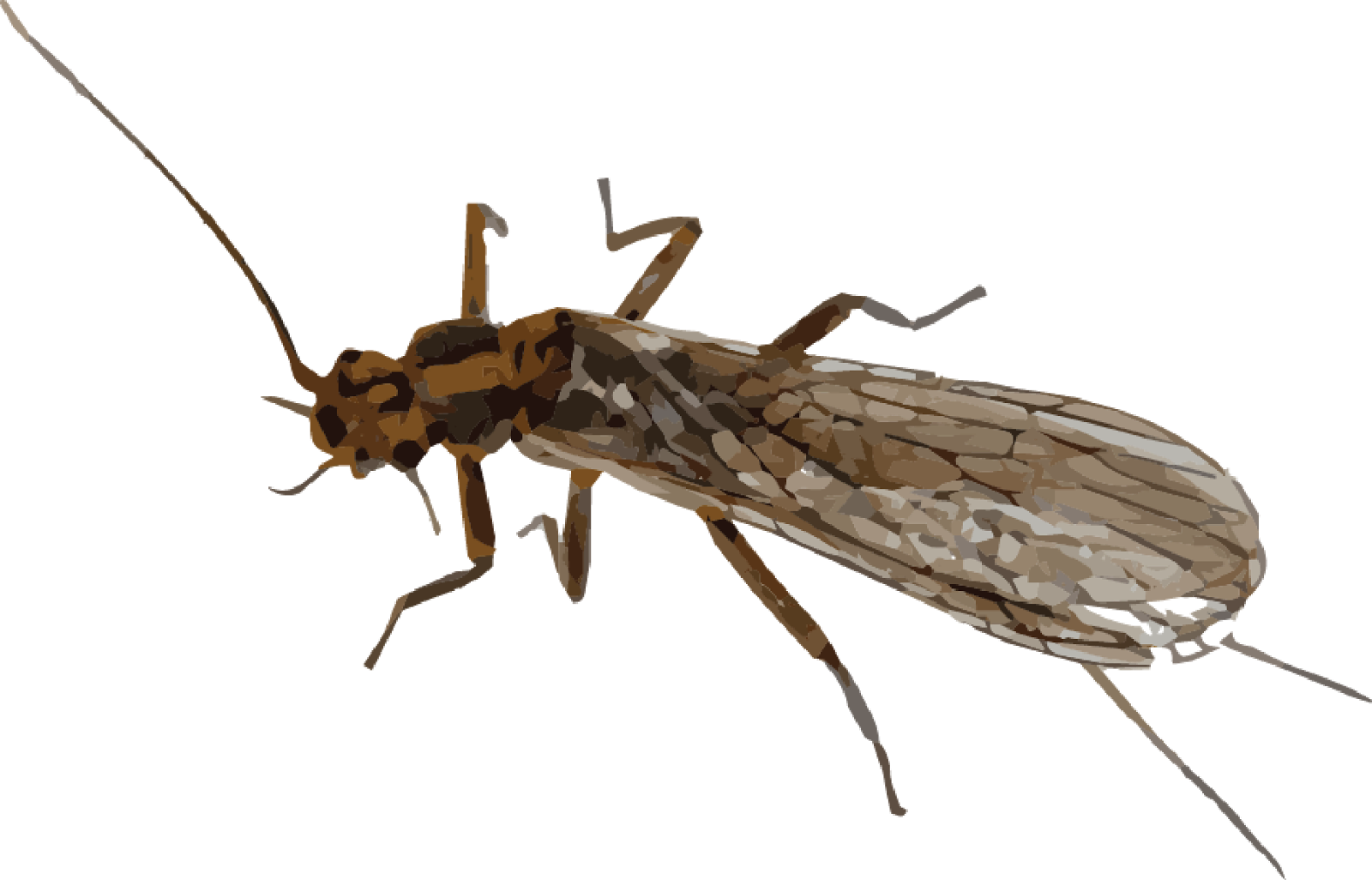 Mayfly PNG Transparent Image