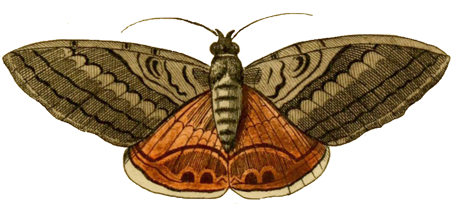 Moth Background PNG