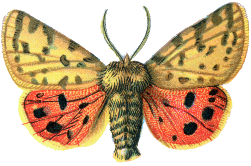 moth PNG file