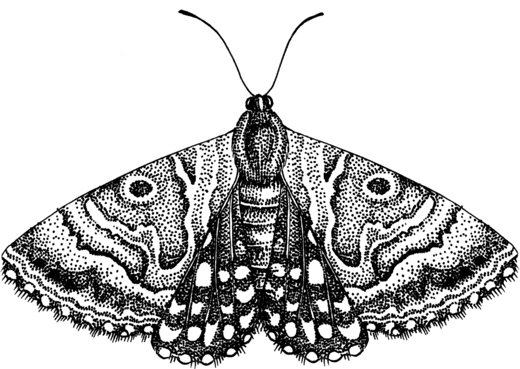 Moth PNG Free Download