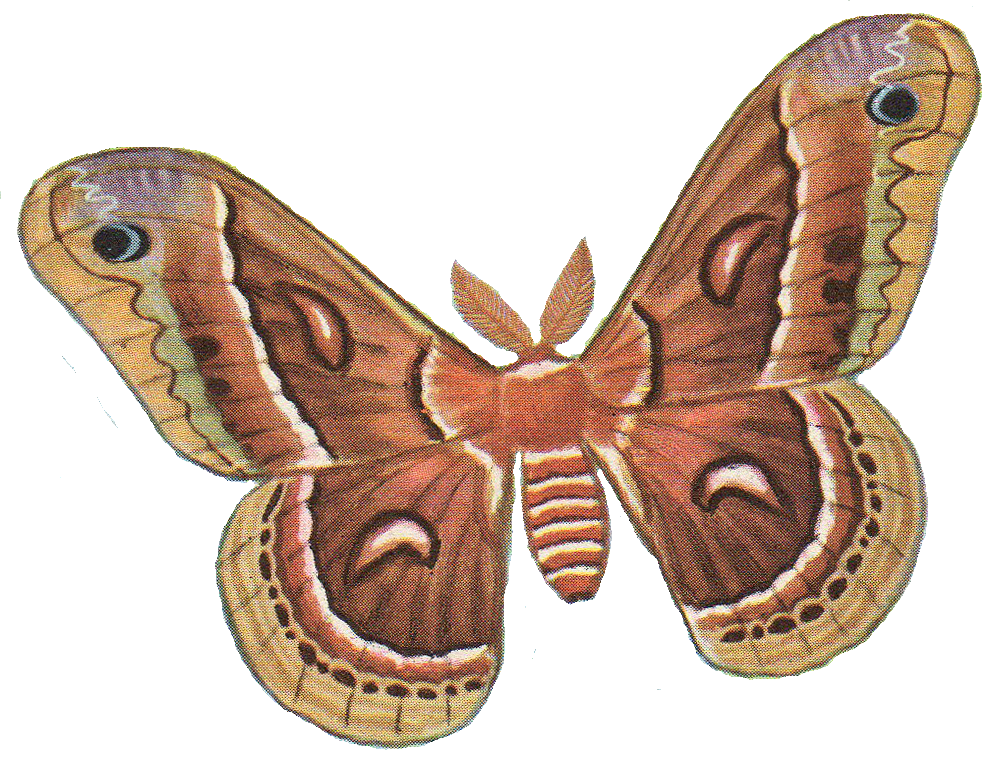 Moth PNG Photos