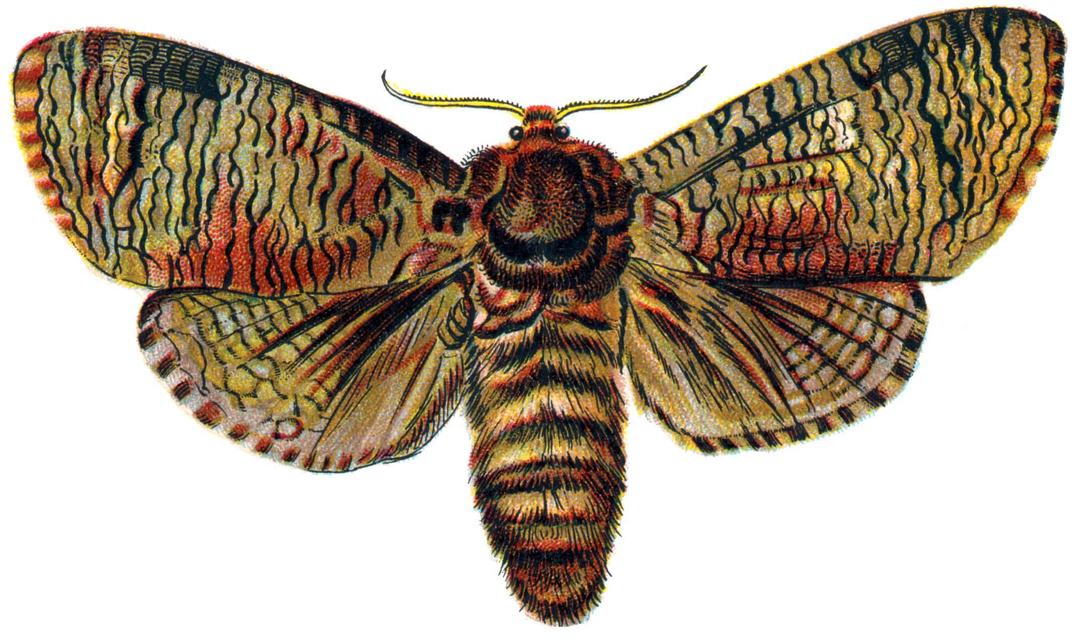 Moth PNG Transparent Image