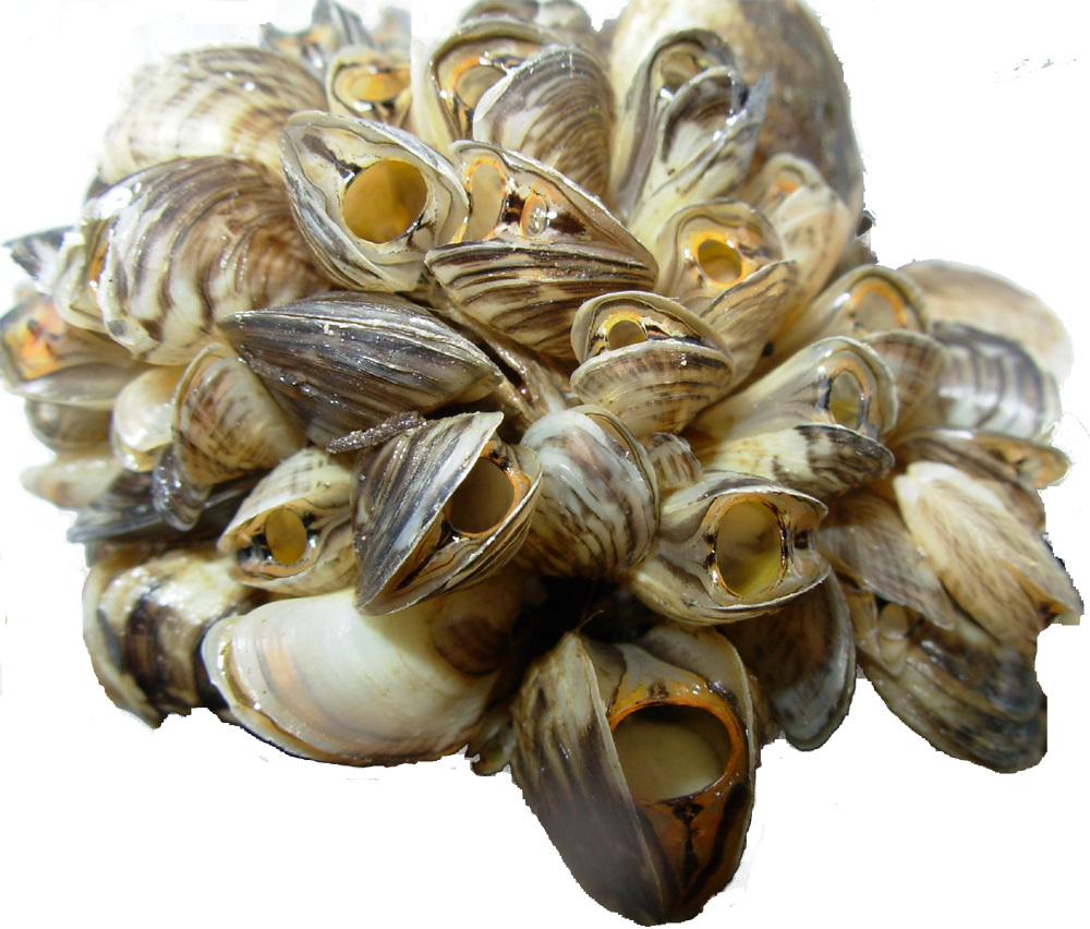 Mussel PNG Background Image