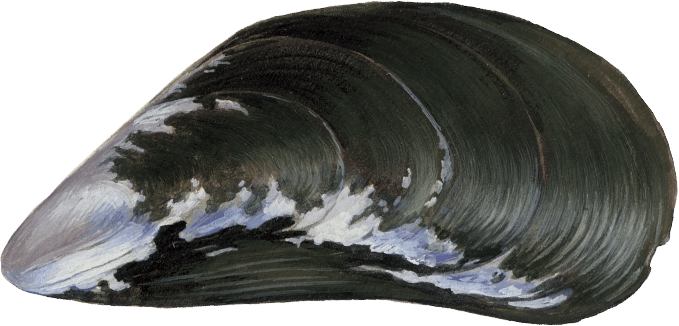 Mussel PNG Picture