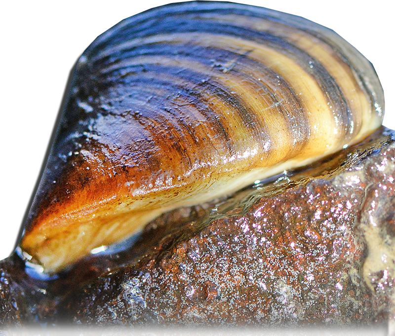 Mussel PNG Transparent HD Photo