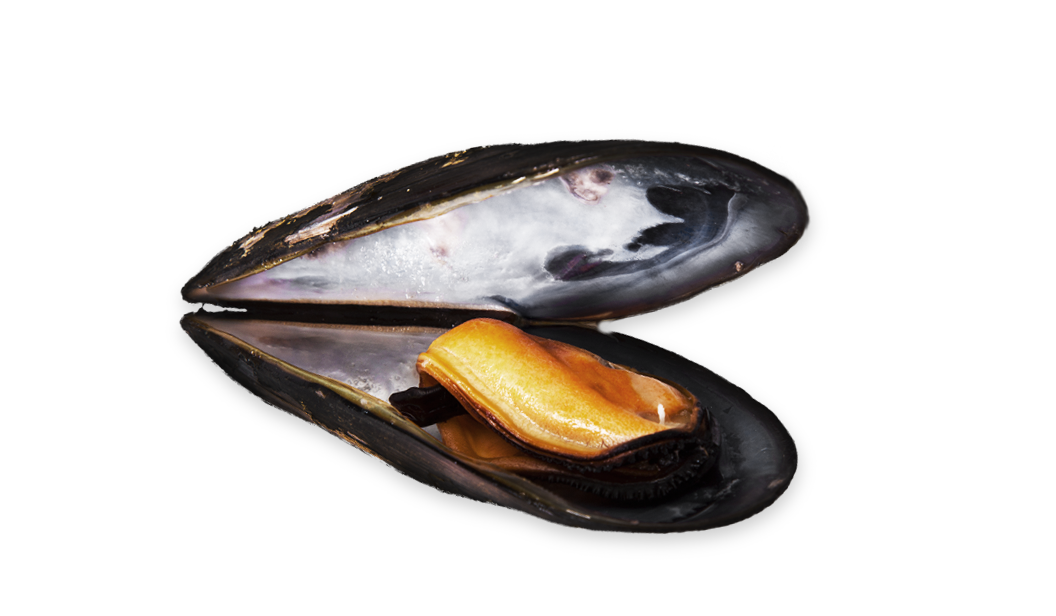 Mussel Transparent Images PNG