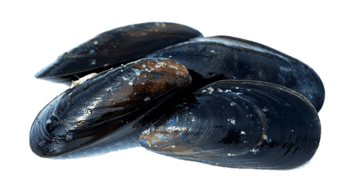 Mussel Transparent PNG