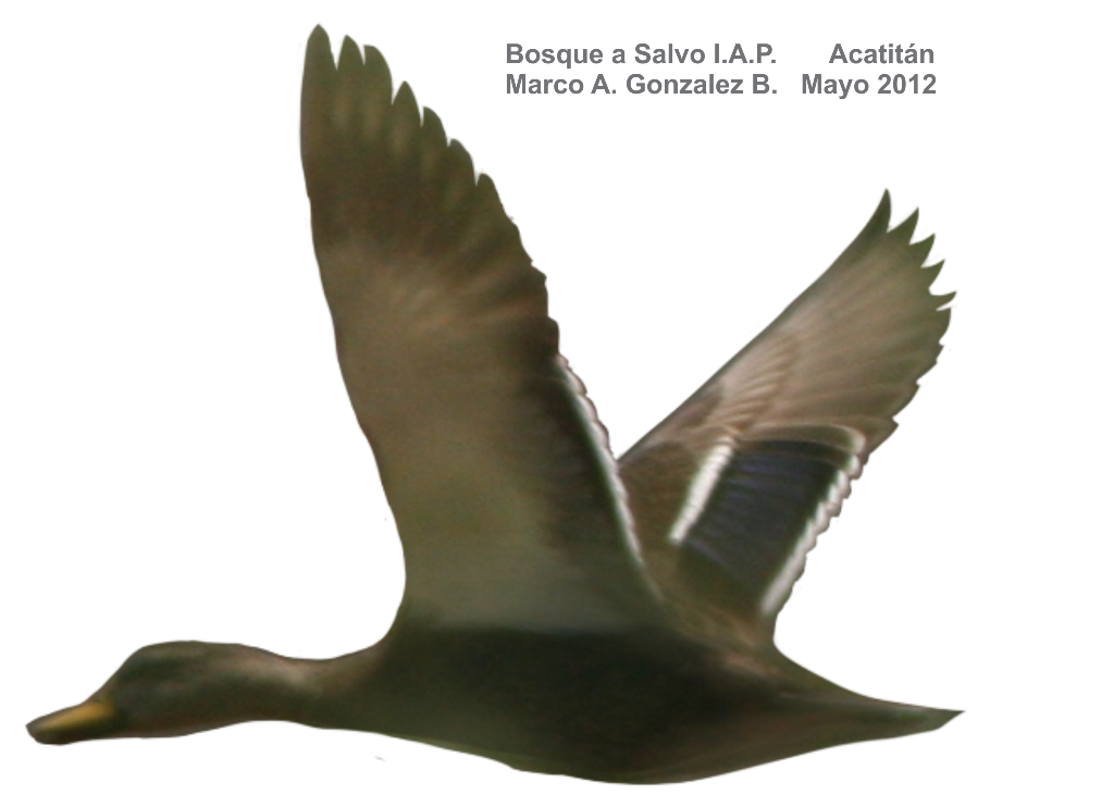 Northern Pintail PNG HD