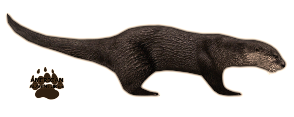 Immagine di sfondo PNG lontra