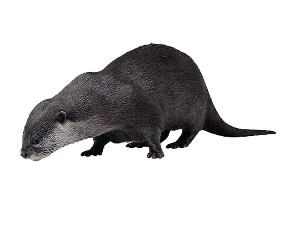 Otter PNG HD