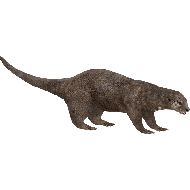 Otter PNG PIC