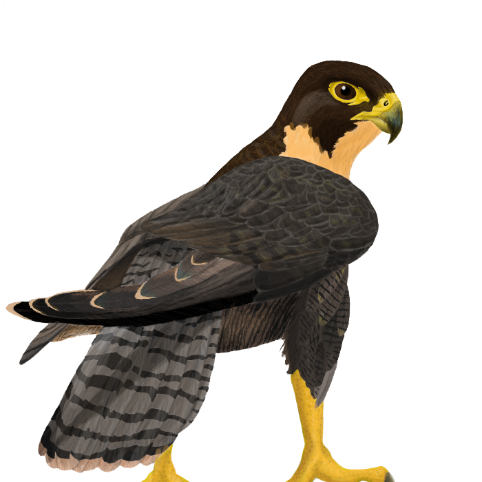 Clipart pèlergrine Falcon PNG