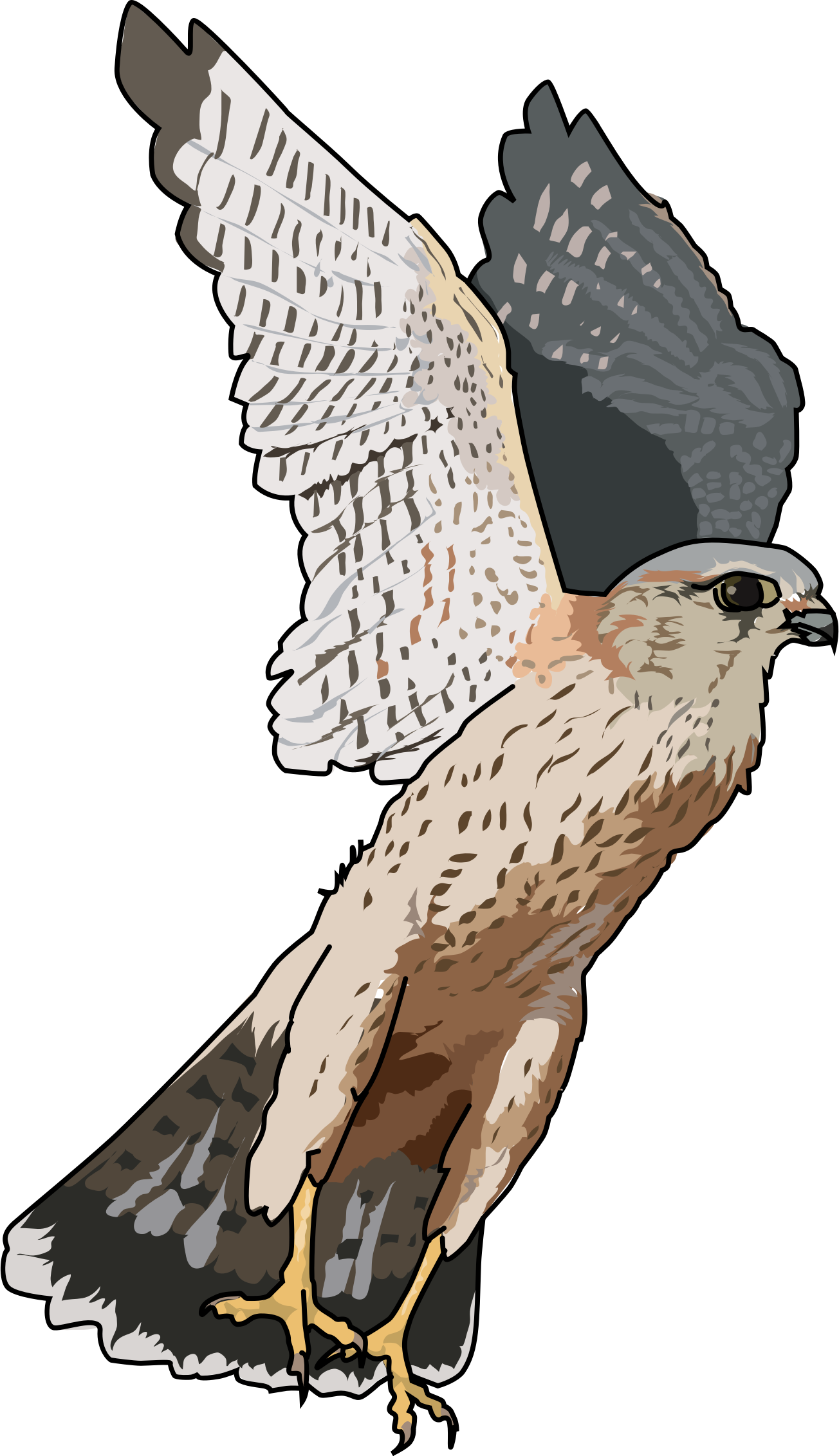 Peregrine Falcon PNG Fichier