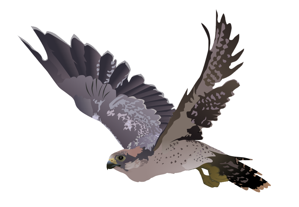 Peregrine Falcon PNG Image
