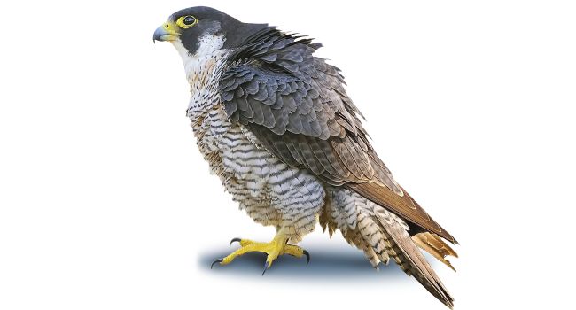 Peregrine Falcon PNG фото
