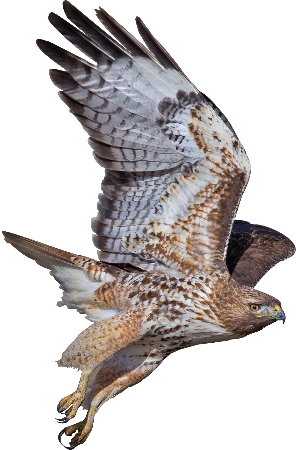 Peregrine Falcon PNG Фотографии