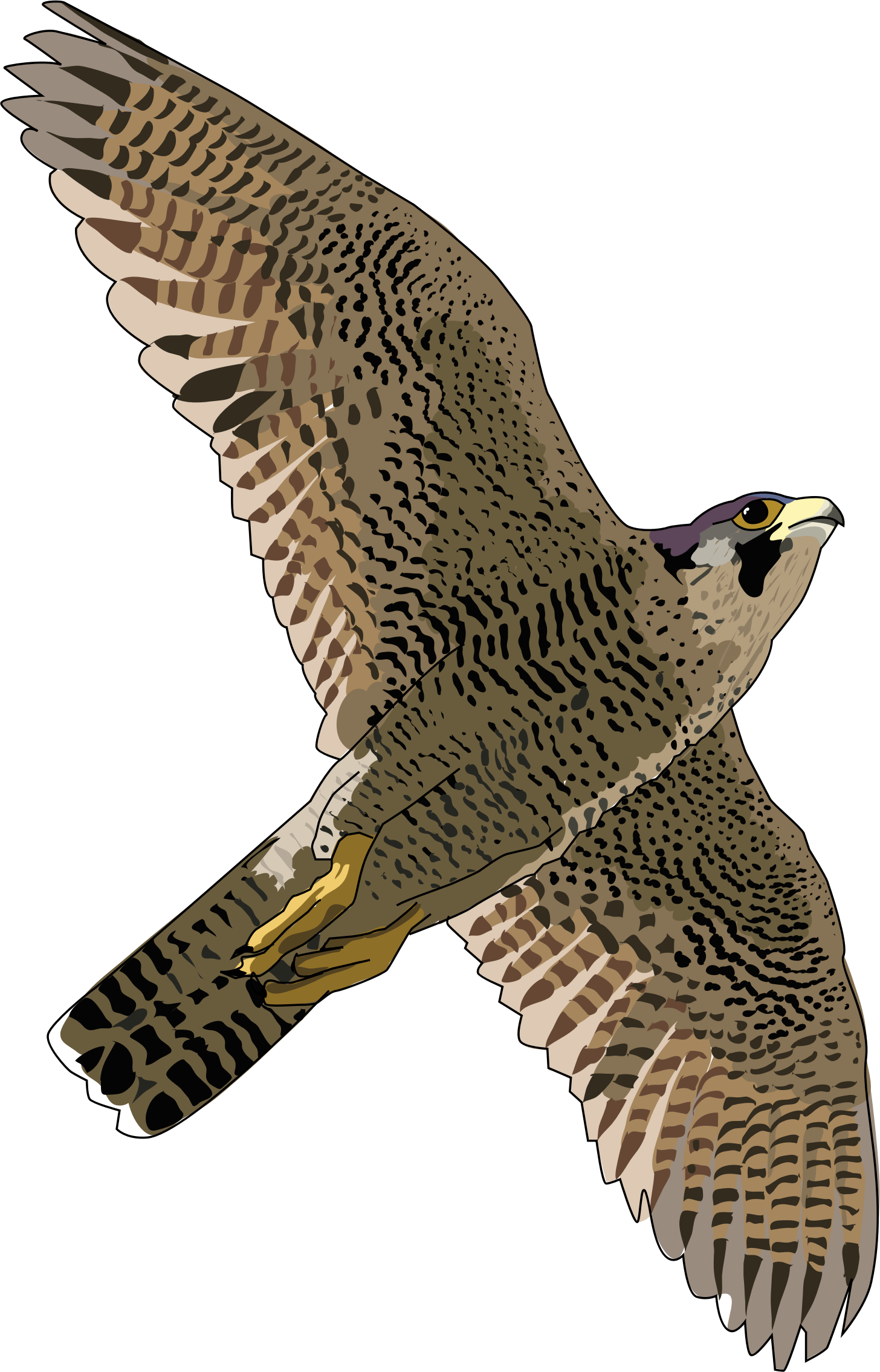 Peregrine Falcon PNG Pic