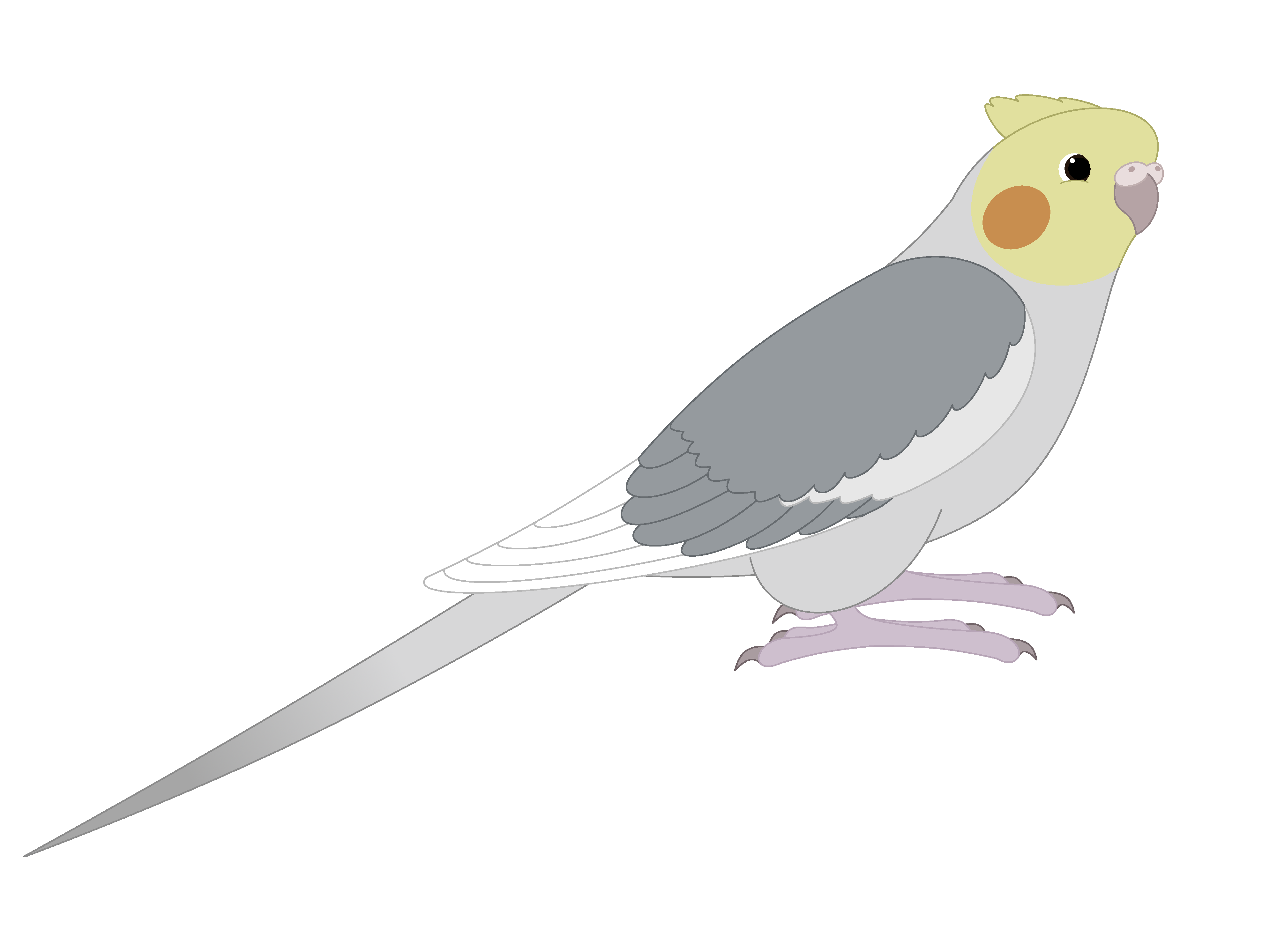 Peregrine Falcon PNG รูปภาพ