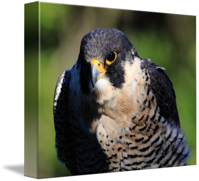 Peregrine Falcon PNG Transparent
