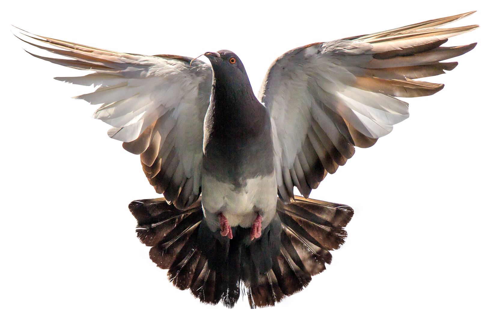Pigeon ดาวน์โหลดรูปภาพ PNG