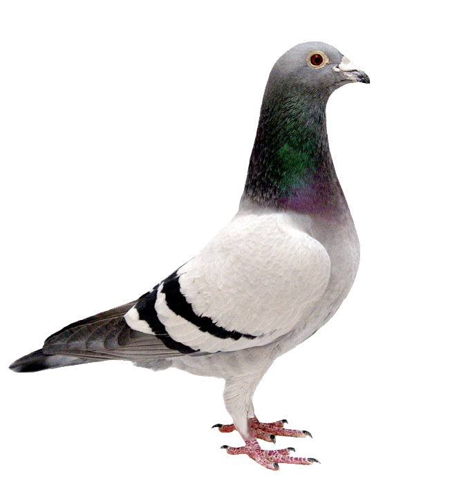 Pigeon PNG صورة خلفية