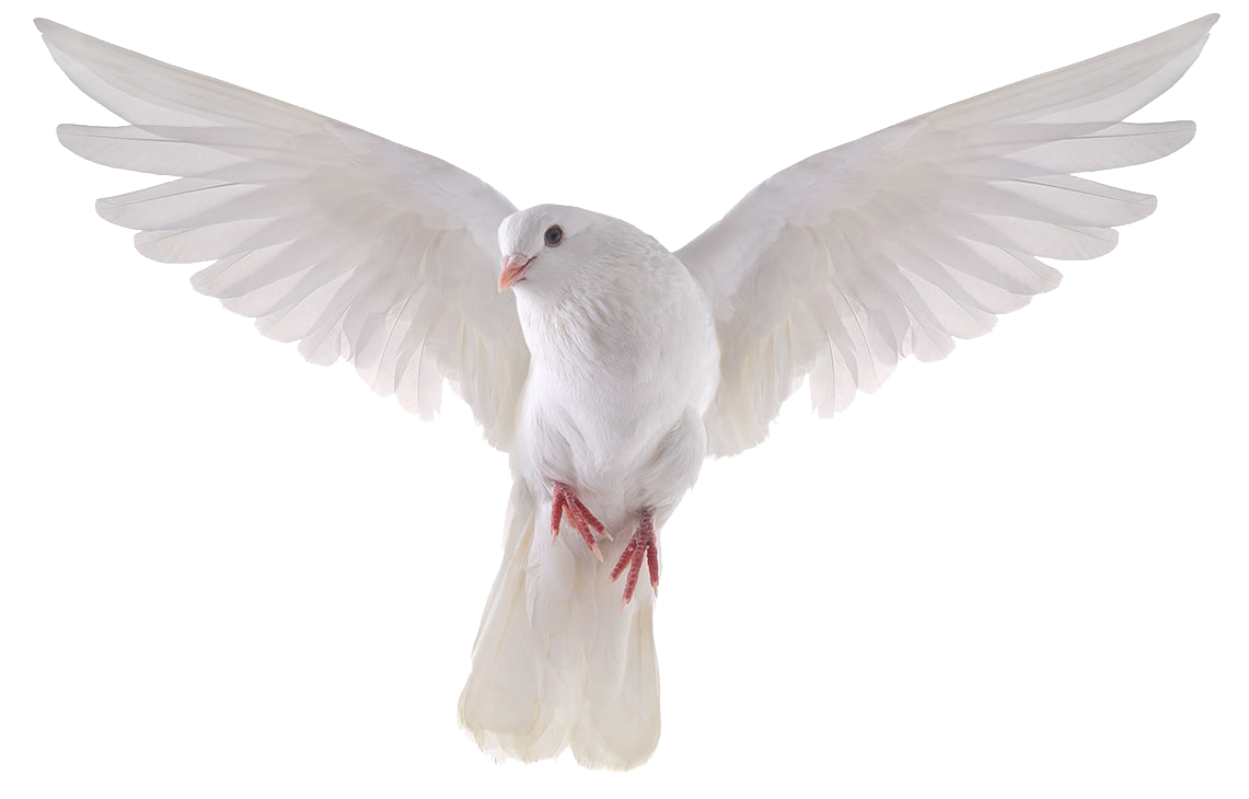 Pigeon PNG Clipart