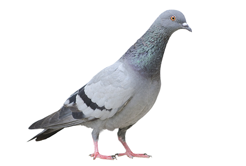 Pigeon PNG Free Download | PNG Mart