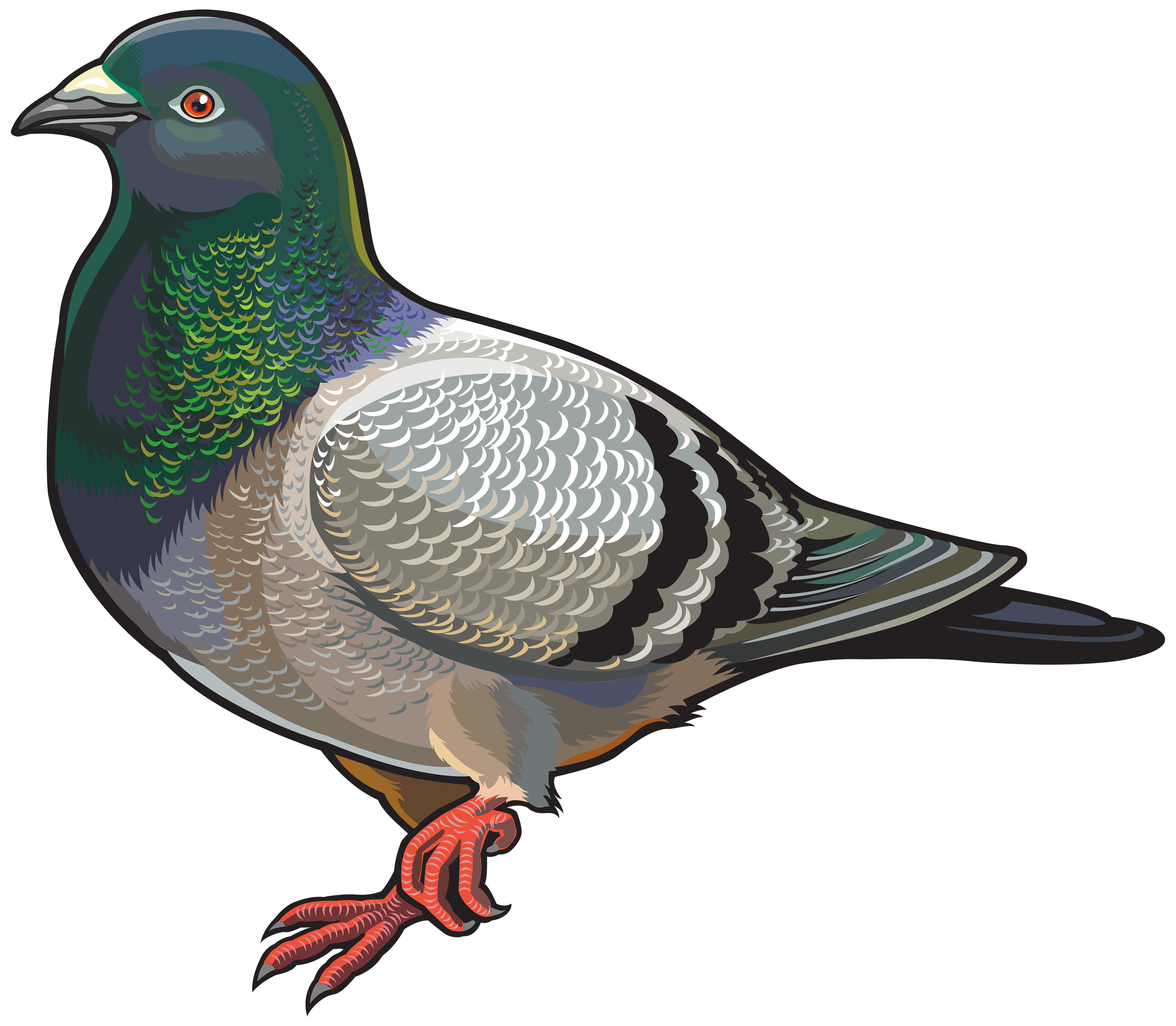 Pigeon PNG Photo