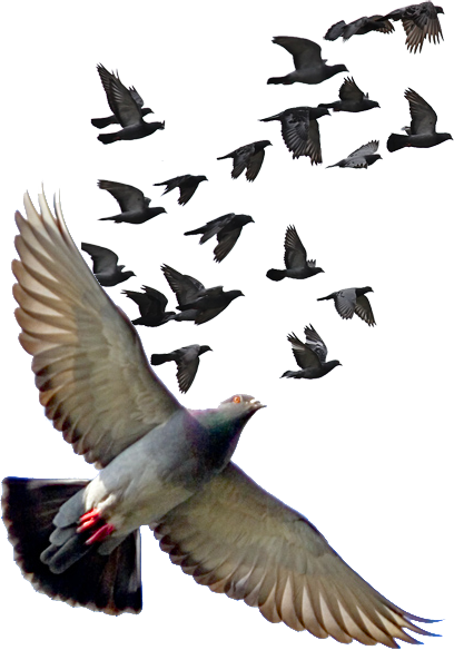 Pigeon PNG-fotos