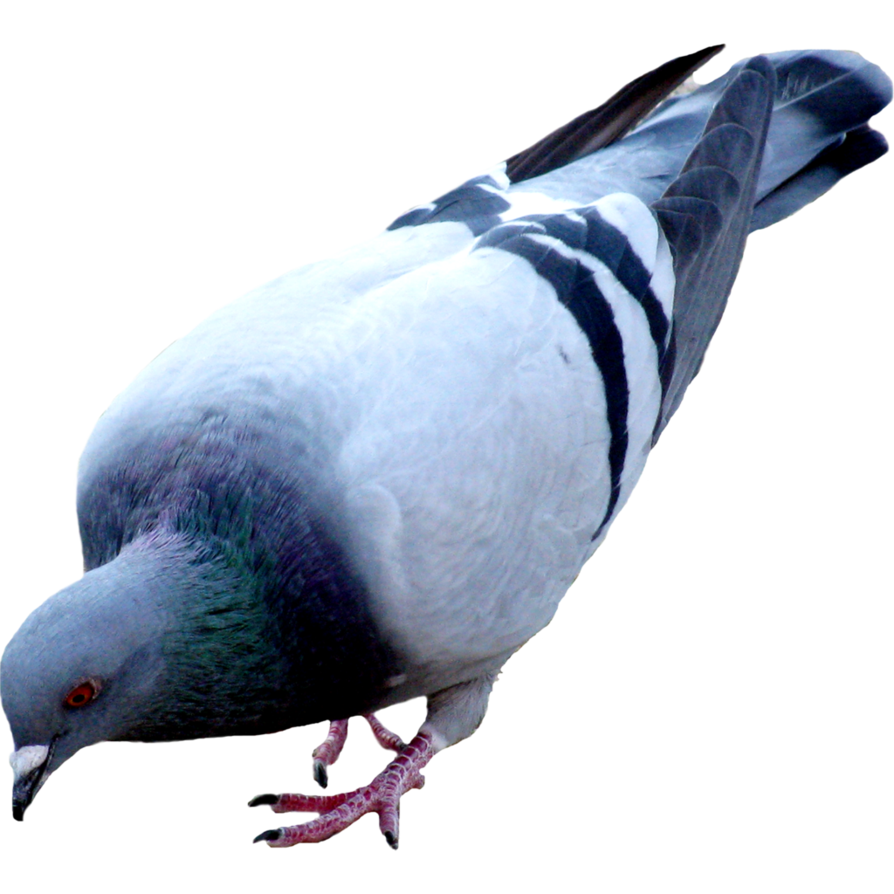 Pigeon PNG Picture