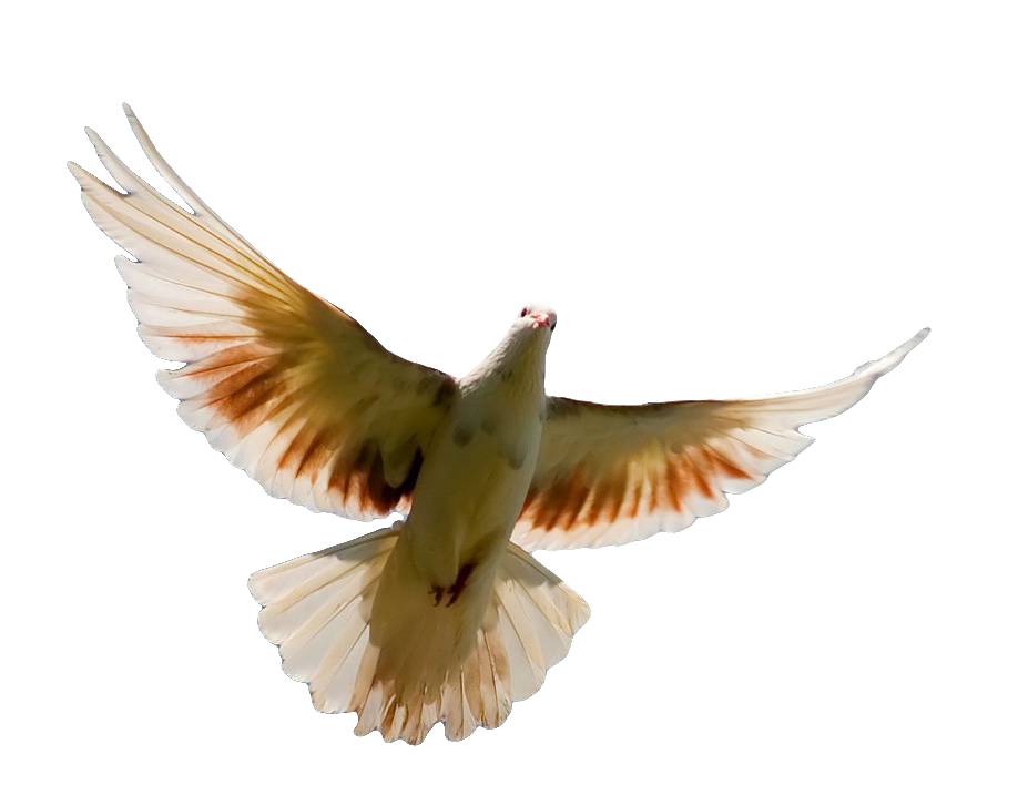 Pigeon PNG صورة شفافة