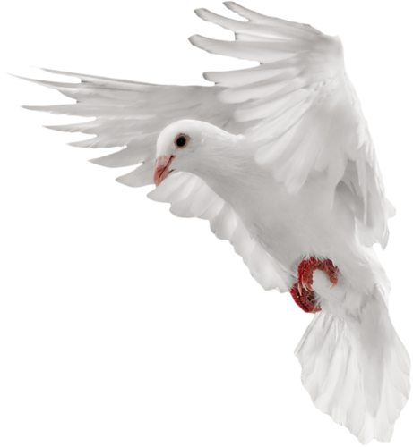 Pigeon PNG Transparent Picture