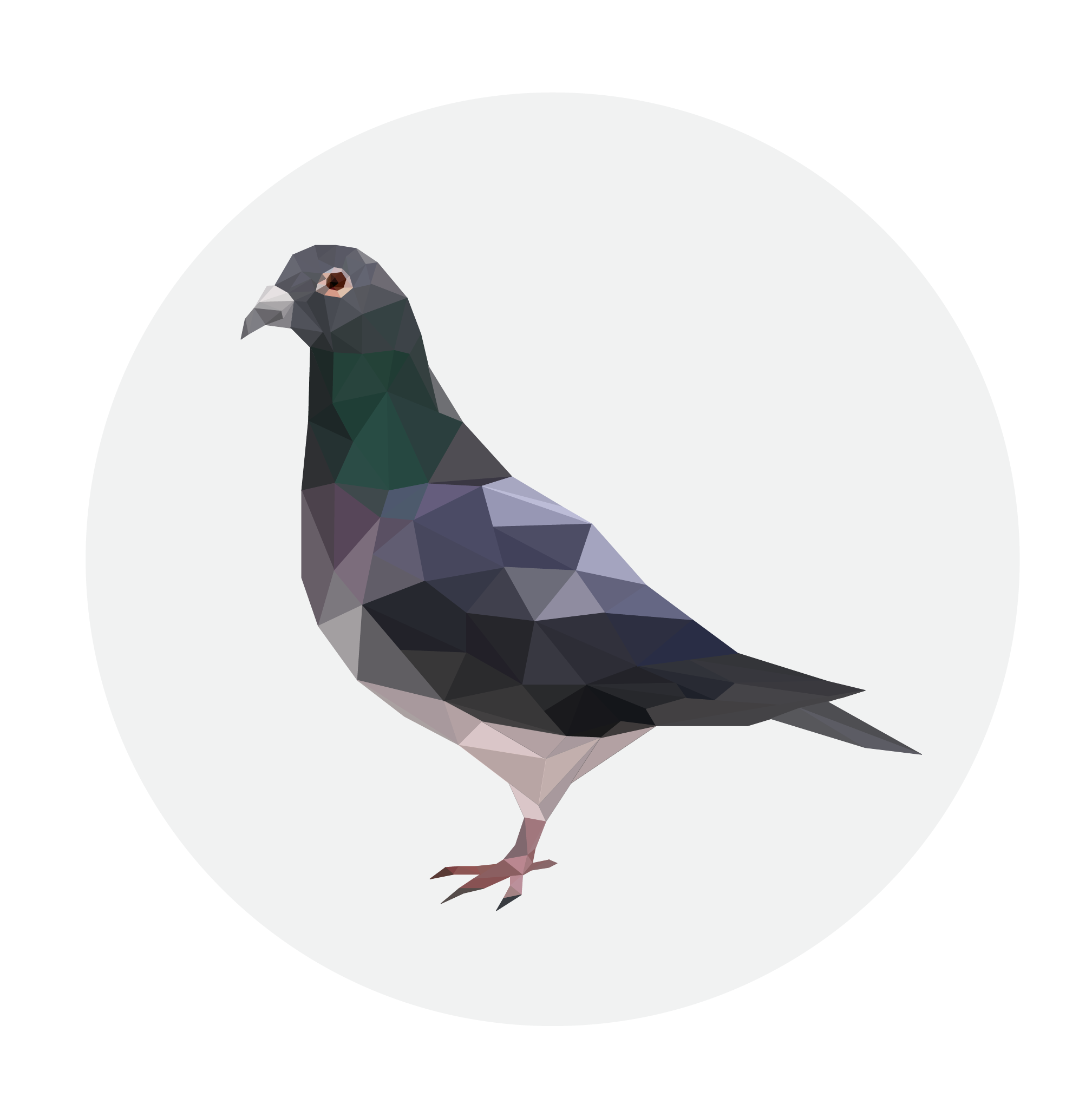 Pigeon Transparent Background