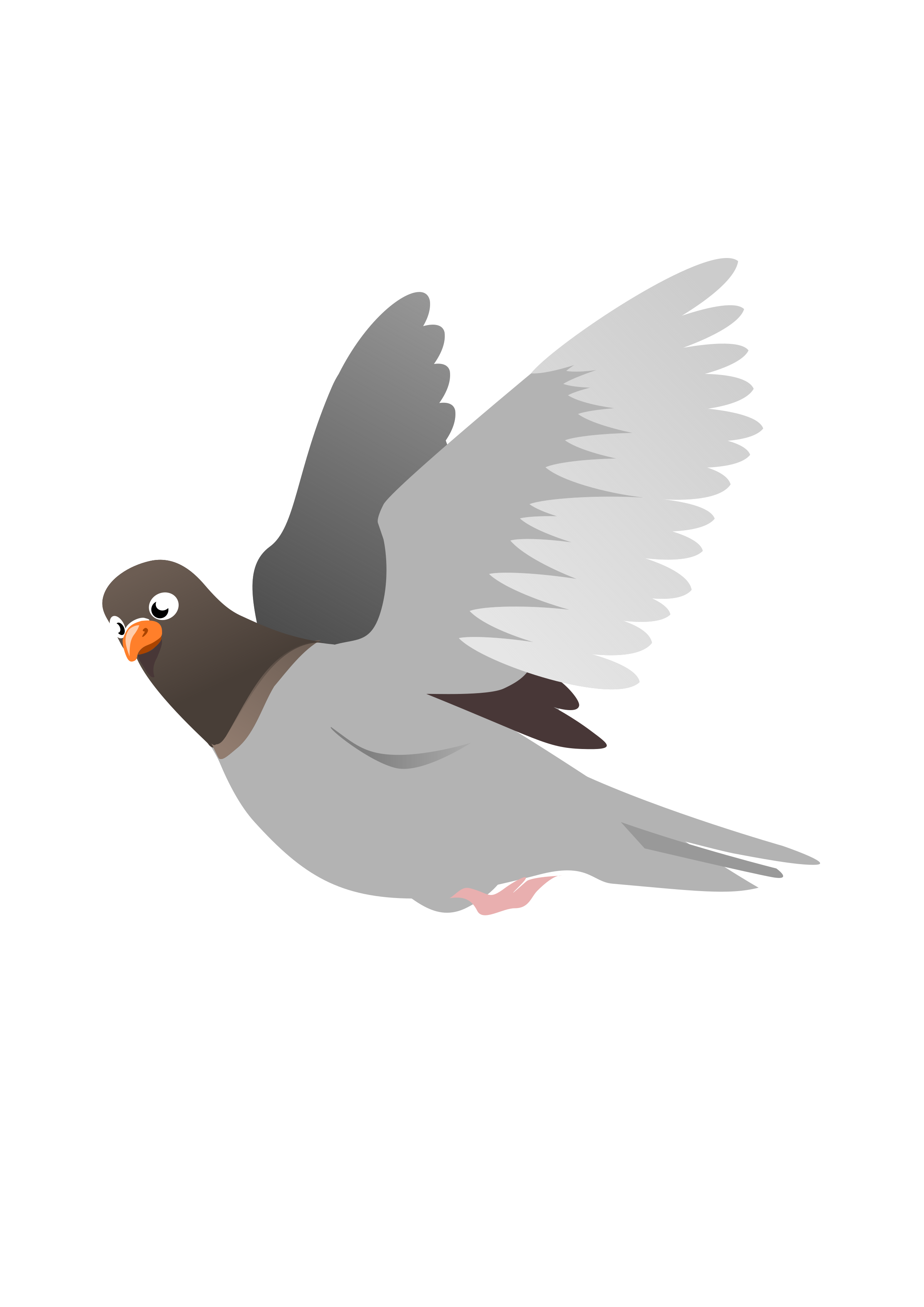 Pigeon Transparent Images PNG | PNG Mart