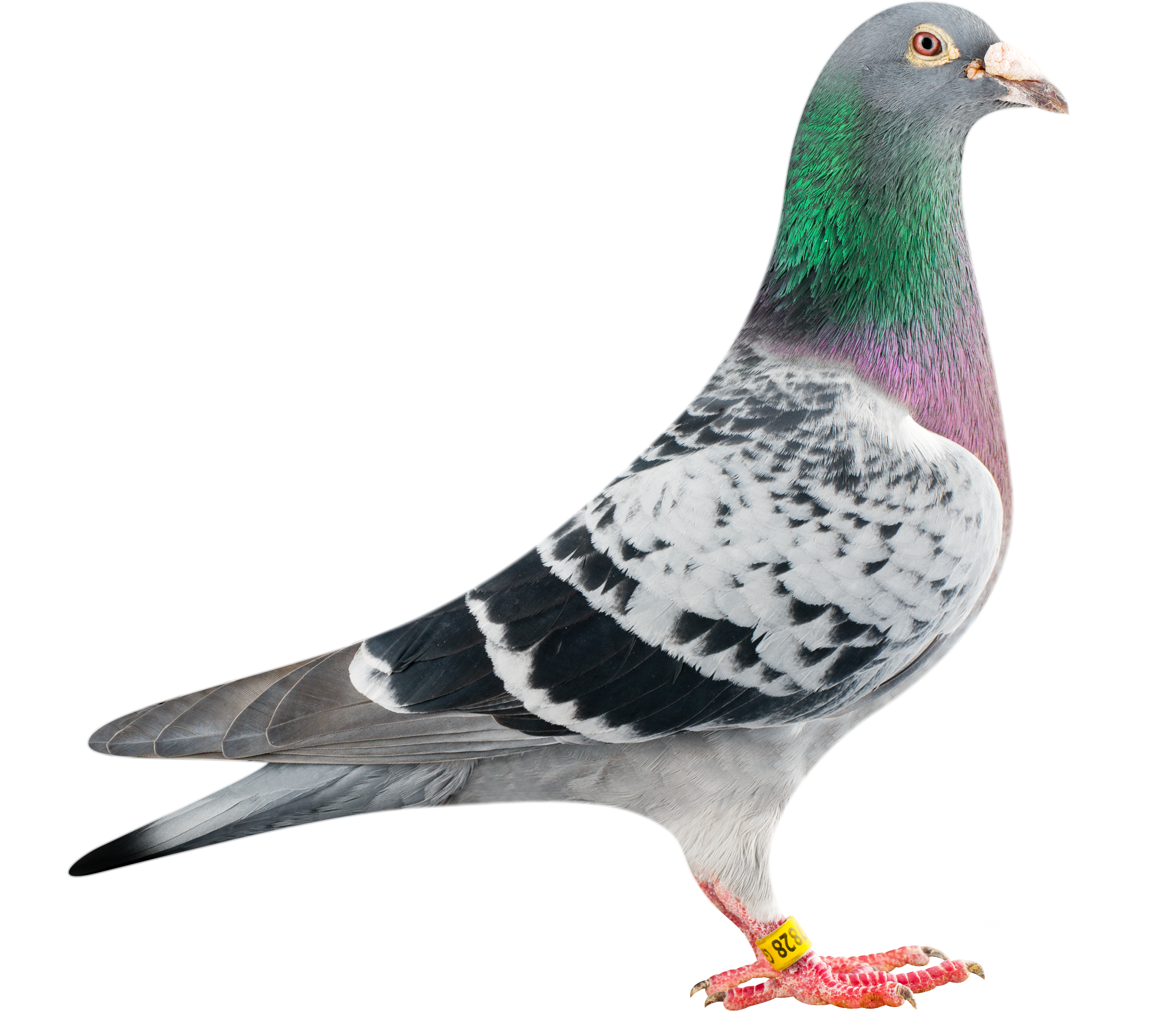 Pigeon Transparent PNG