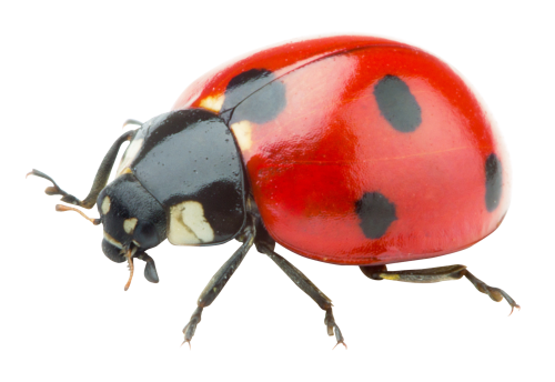 Kırmızı uğur böceği PNG şeffaf resim