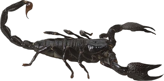 Scorpion PNG Unduh Gratis