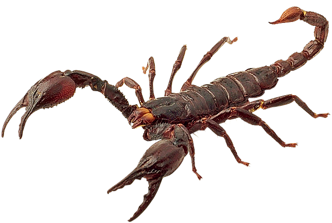 Scorpion PNG HD