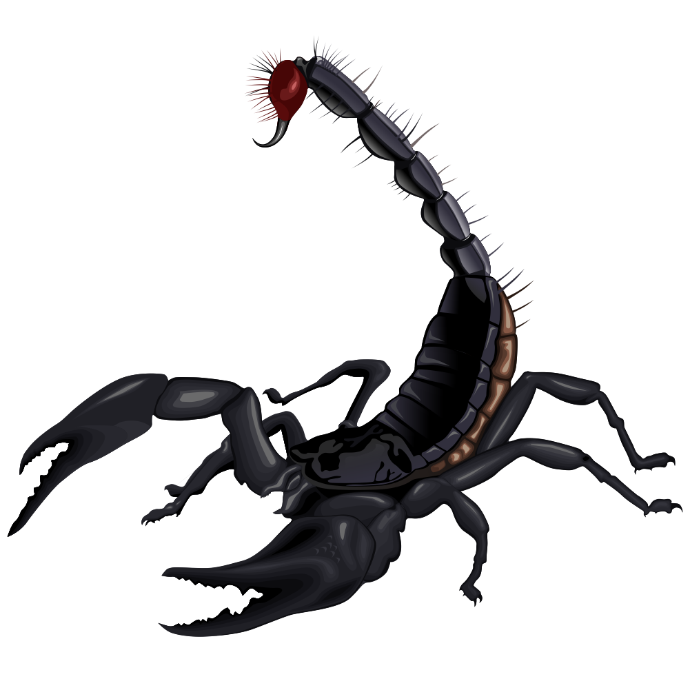 Scorpion PNG Transparent