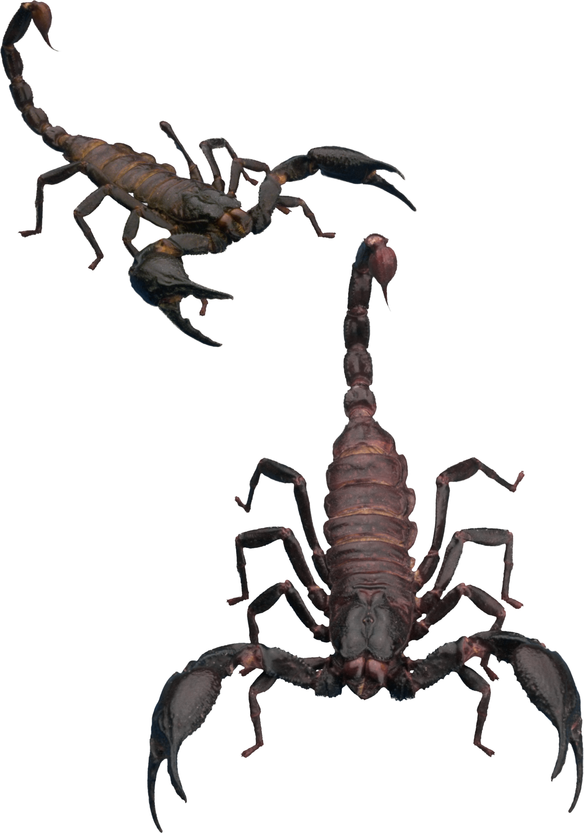 Scorpion Transparent Background