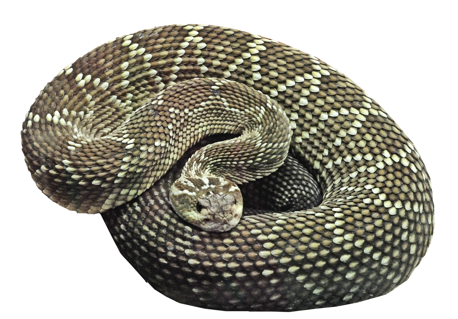 Sfondo di serpente PNG