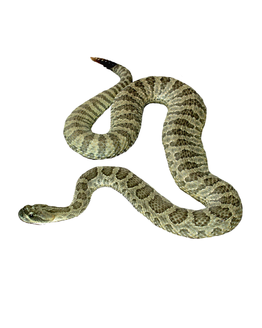 Imagen de fondo de la serpiente PNG
