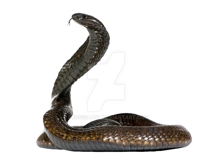 Snake PNG clipart