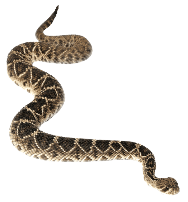 Imagen PNG de serpiente