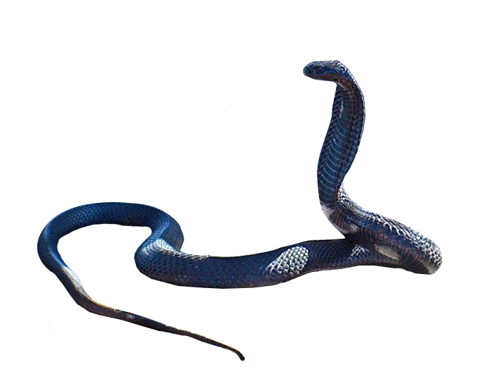 Immagine Trasparente PNG Snake