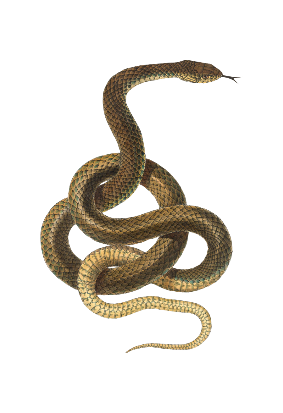 Serpiente PNG transparente