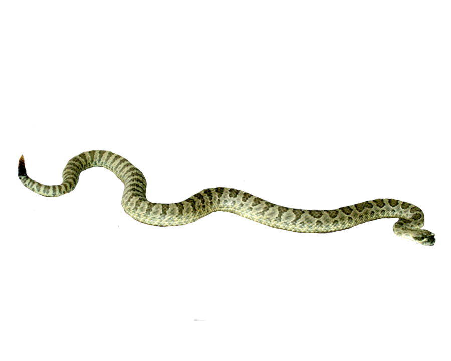 Imágenes transparentes de serpiente PNG