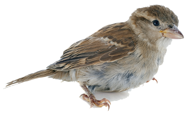 Sparrow PNG HD