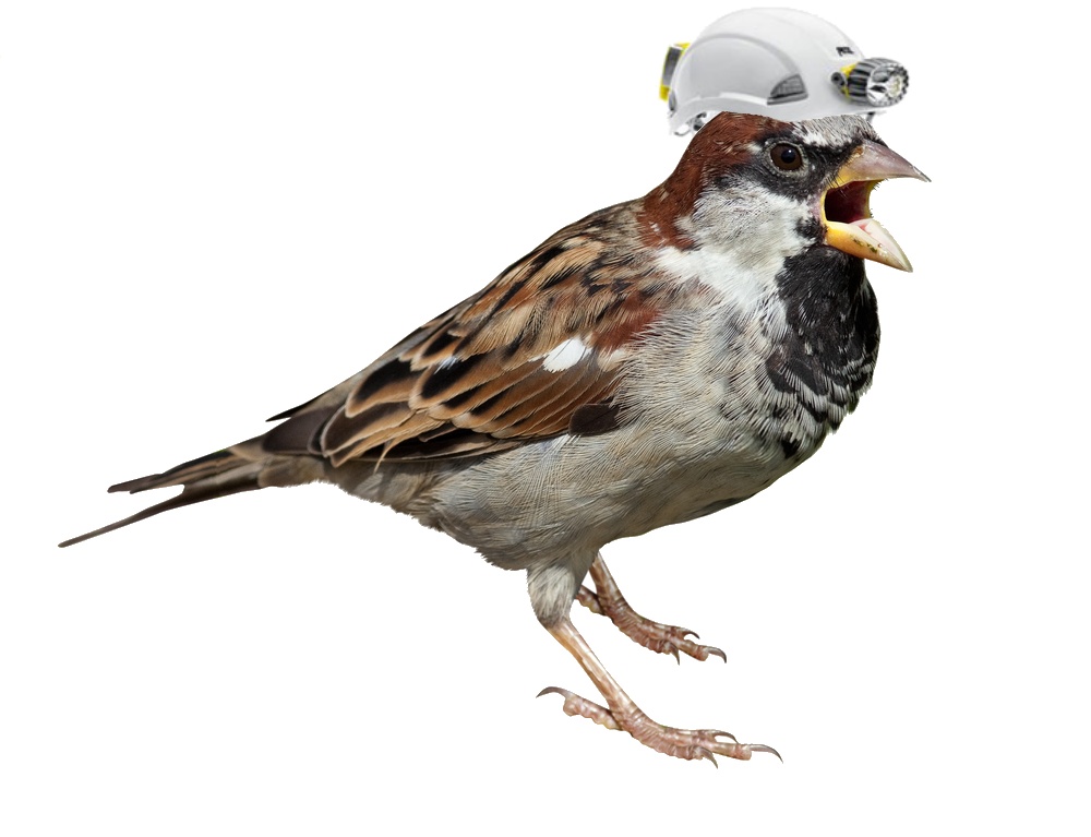 Sparrow PNG transparent Picture